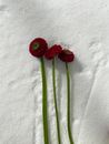 Red Flower on Green Stem