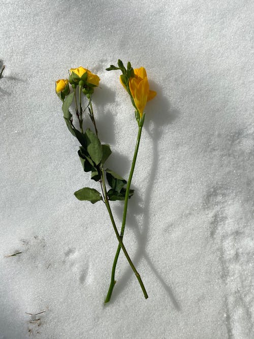 Çiçekler, dikey atış, kar içeren Ücretsiz stok fotoğraf