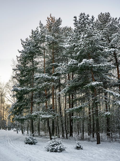 Free Trees on a Snow-Covered Field Stock Photo