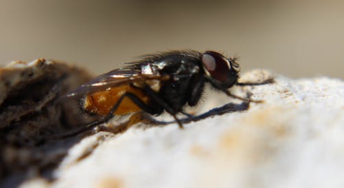 Black Fly On Rock Na Fotografia Macro Durante O Dia