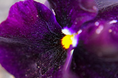 คลังภาพถ่ายฟรี ของ ดอกไม้สีม่วง