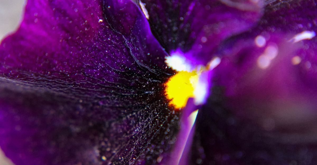 https://images.pexels.com/photos/68074/pexels-photo-68074.jpeg?auto=compress&cs=tinysrgb&fit=crop&h=627&w=1200