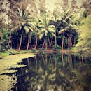 棕榈树环绕的宁静热带泻湖，映照出郁郁葱葱的绿色丛林景观