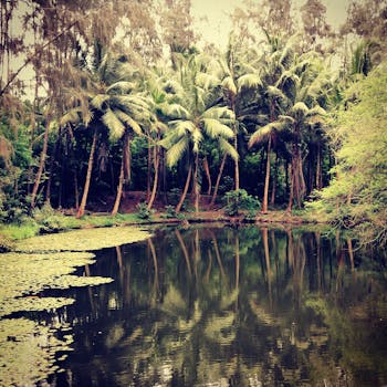 棕榈树环绕的宁静热带泻湖，映照出郁郁葱葱的绿色丛林景观