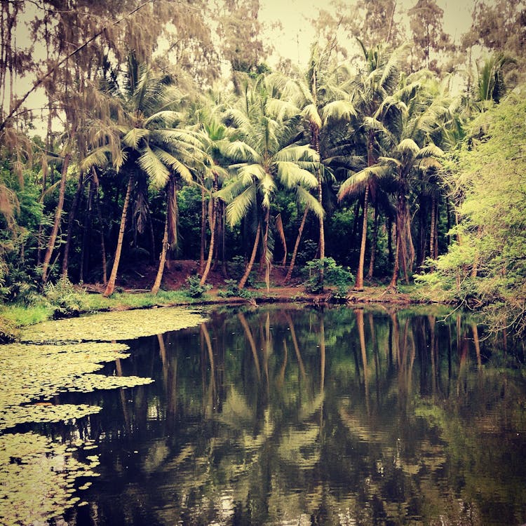 คลังภาพถ่ายฟรี ของ ต้นปาล์ม, ต้นไม้, ทะเลสาบ