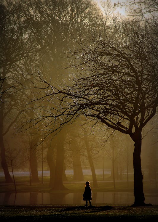 Δωρεάν στοκ φωτογραφιών με δέντρο, κορίτσι, ομίχλη Φωτογραφία από στοκ φωτογραφιών