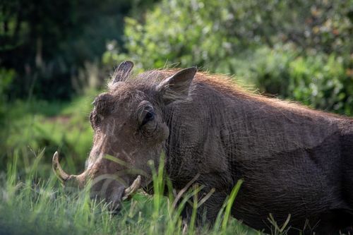 Free Side profile of a warthog grazing in lush greenery, showcasing its tusks and rugged appearance. Stock Photo