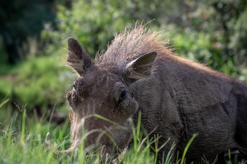 Free A warthog grazing in the grass, captured in a serene wildlife setting. Stock Photo