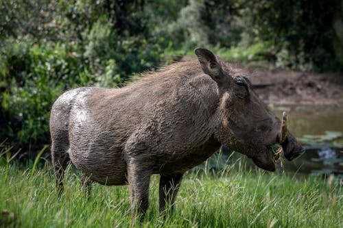 Close-Up Photo of a Warthog on Green Grass
