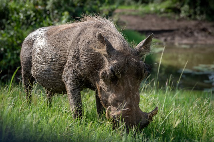 Close-Up Of A Warthog Eating Grass