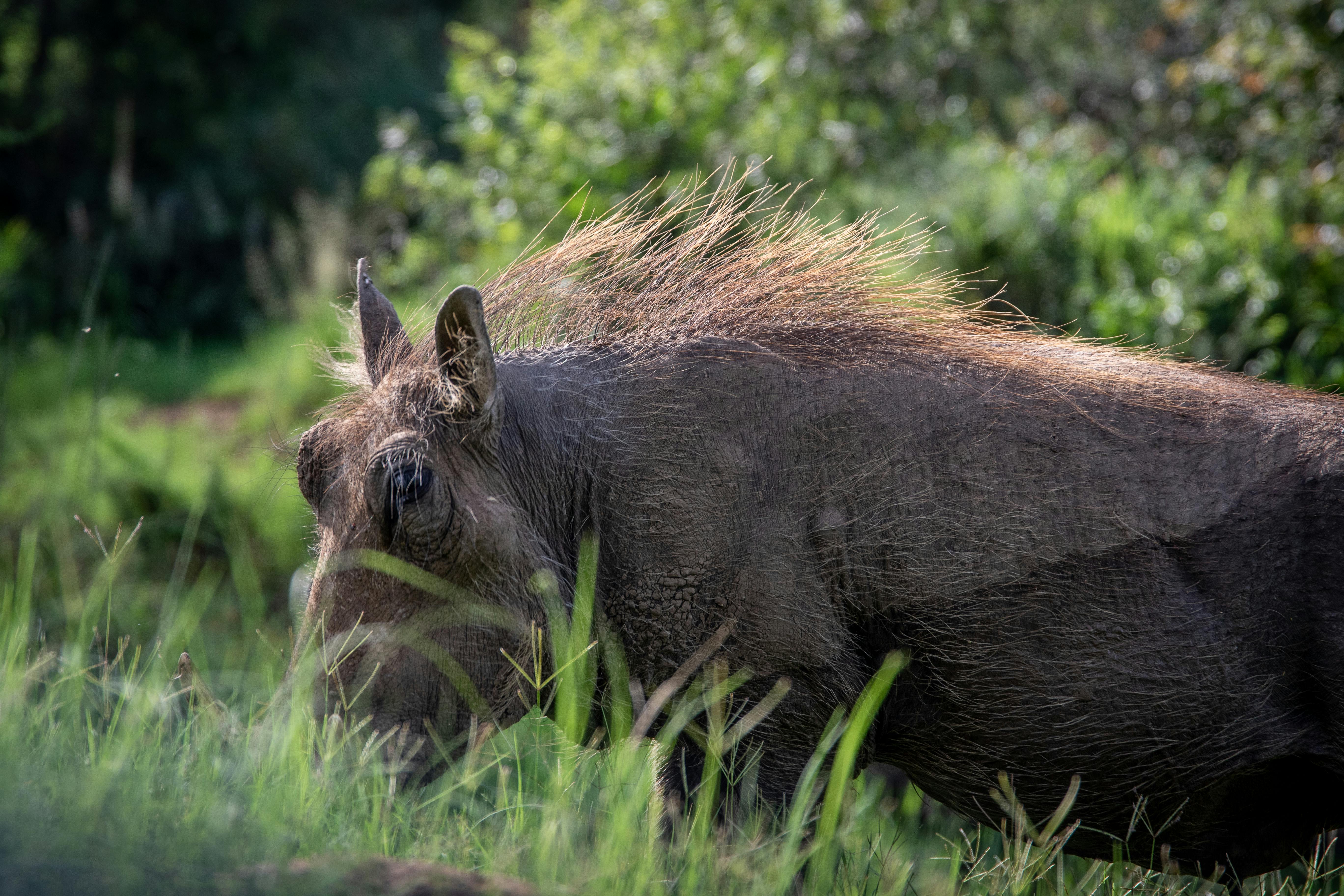 selective focus photo of a warthog