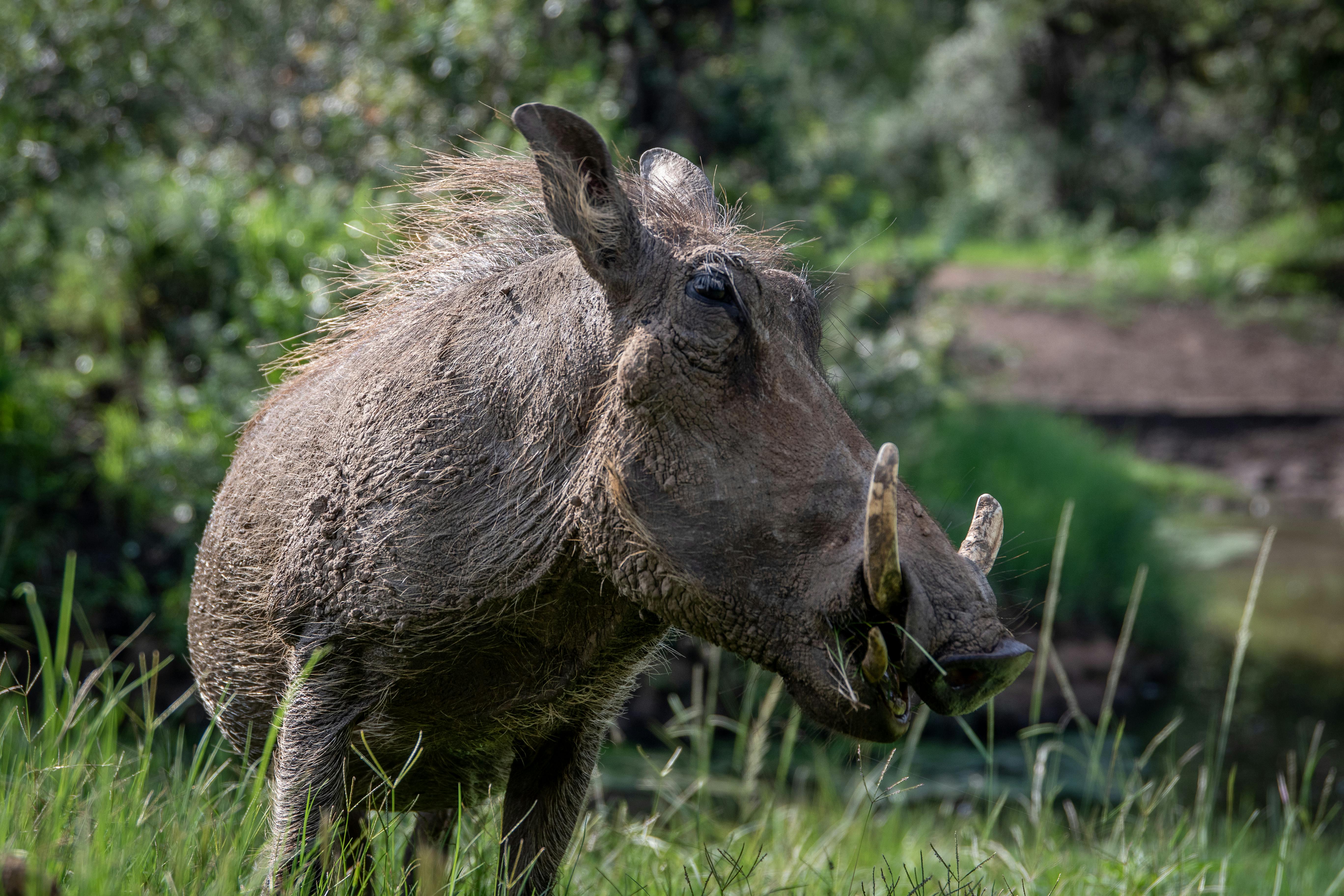 selective focus photo of a brown warthog with white tusks
