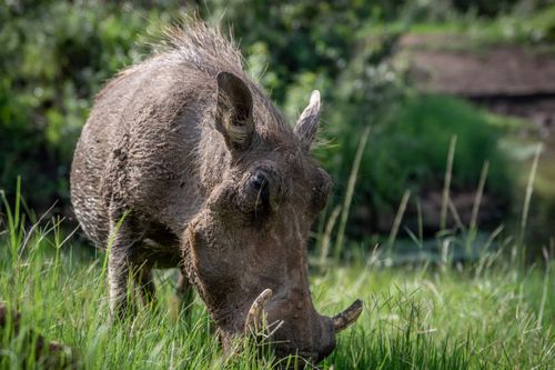 Free Close-up of a warthog with tusks grazing in vibrant grasslands, showcasing wildlife beauty. Stock Photo