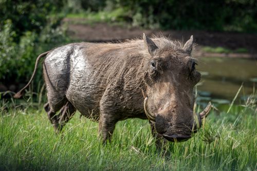 Free A detailed shot of a warthog in the grasslands, showcasing its distinctive tusks. Stock Photo
