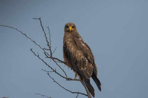 A Brown Eagle Perched on a Tree Branch