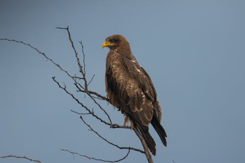 A Brown Eagle Perched on a Tree Branch