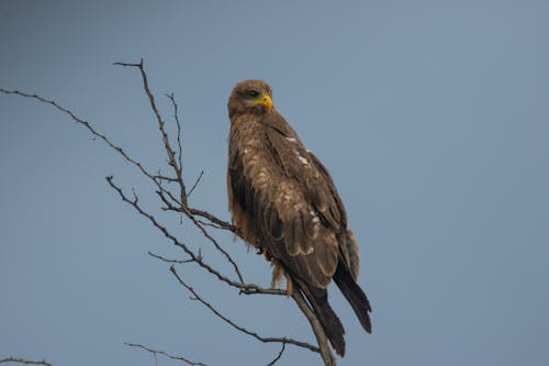 A Brown Eagle Perched on a Tree Branch