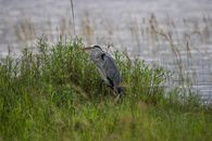 Free stock photo of animal, avian, bird