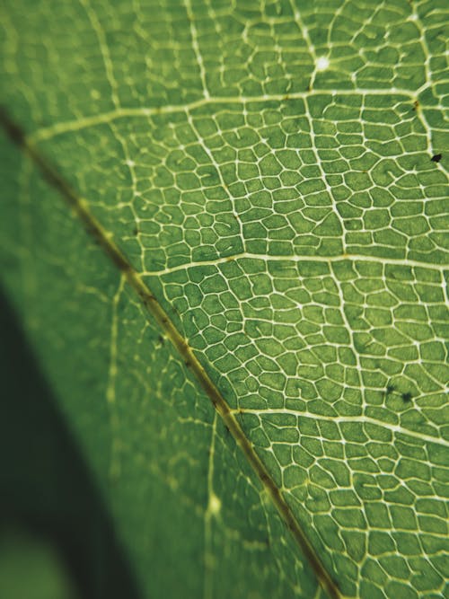 Kostnadsfri bild av grönt löv, lövverk, mönster