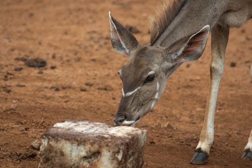 Close-Up Shot of a Kudu