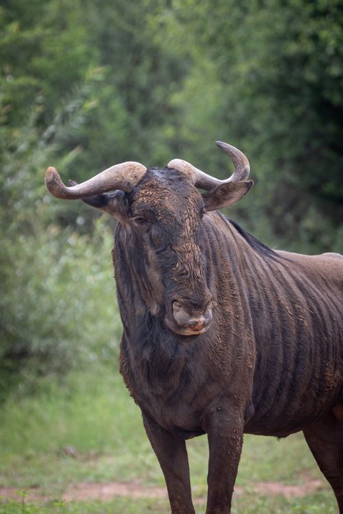 Free Close-up of a blue wildebeest standing in a lush green field, captured in a wildlife photography setting. Stock Photo
