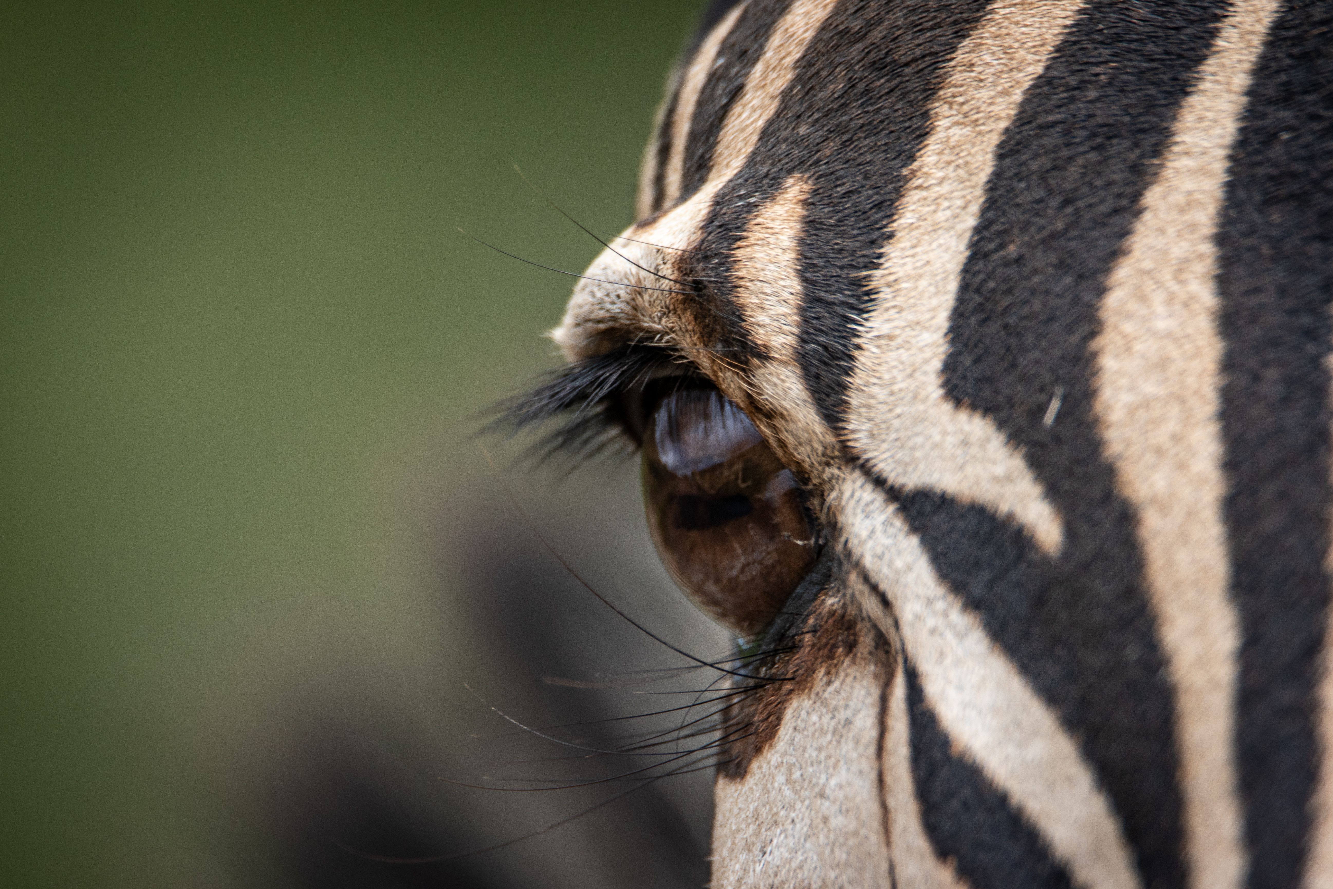 Black and White Zebra · Free Stock Photo