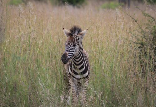 Free A young zebra foal in a grassy field, capturing its distinct black and white stripes in the wild. Stock Photo