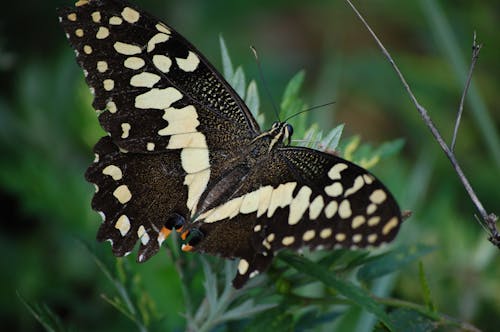 Kostenlos Schwarzweiss Schmetterling Auf Blatt Stock-Foto