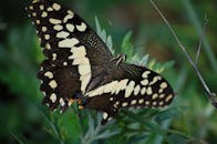 郁郁葱葱的绿叶上，一只棕色蝴蝶与奶油色图案被细致拍摄，展现了大自然的美丽