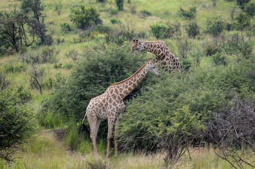 Giraffes in Savannah