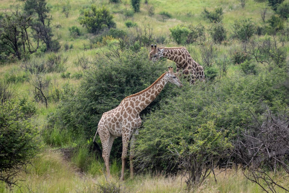 Phinda Private Game Reserve