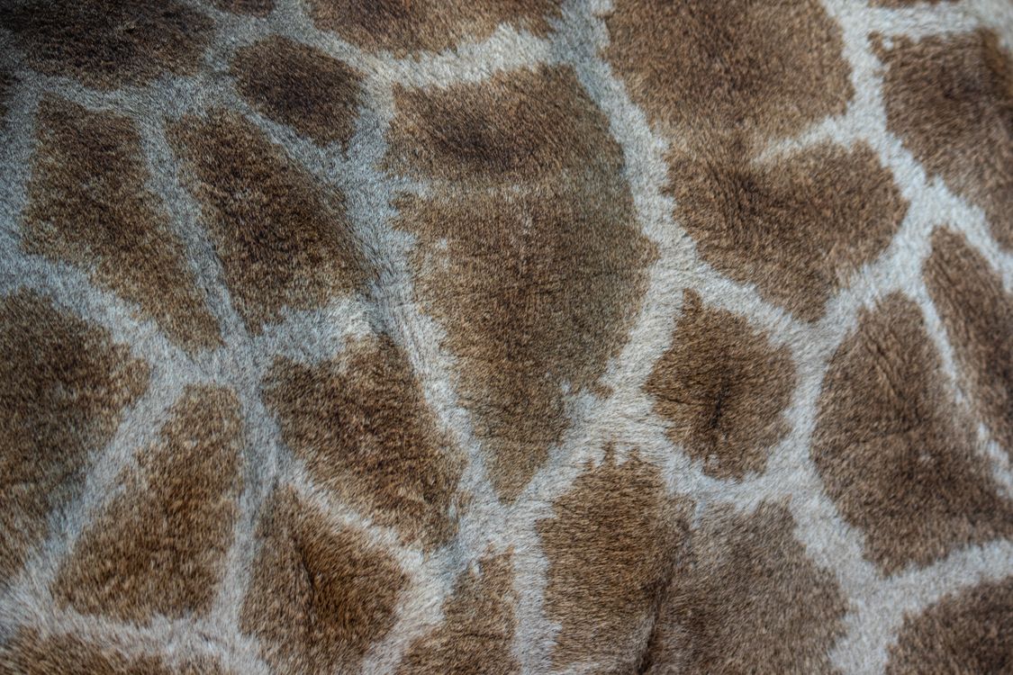Giraffe Rash Close-Up Photo of Brown Spots on Giraffe Skin · Free Stock Photo