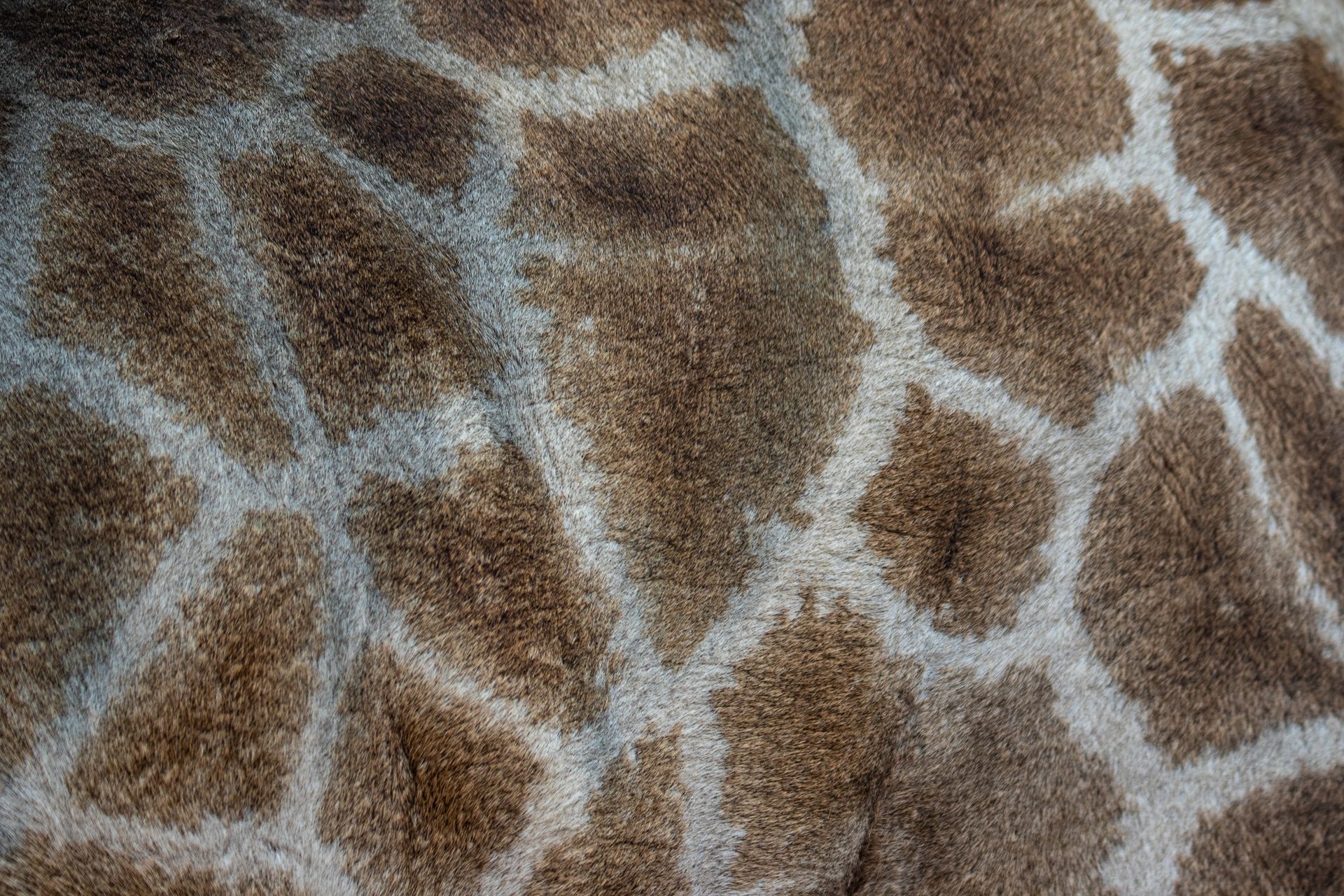 Close-Up Photo of Brown Spots on Giraffe Skin