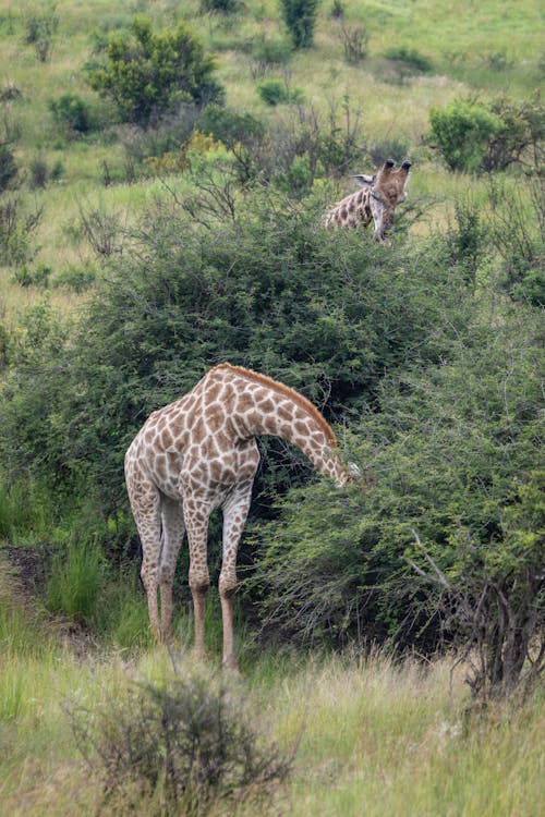 Giraffes in Wild Nature