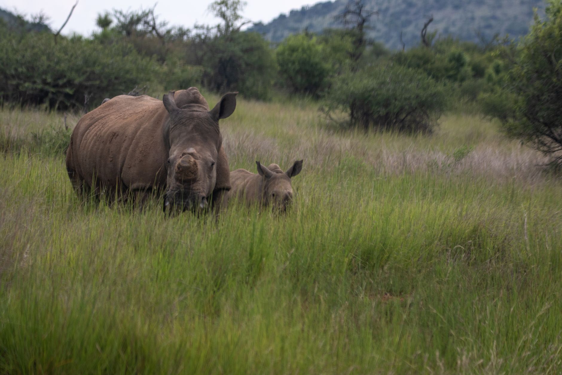 New Lodges in Zululand 2027: A First Look