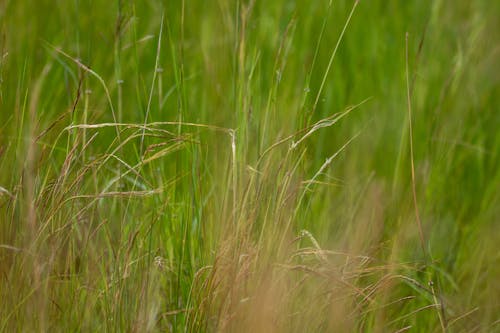 Close-up of High Green Grass