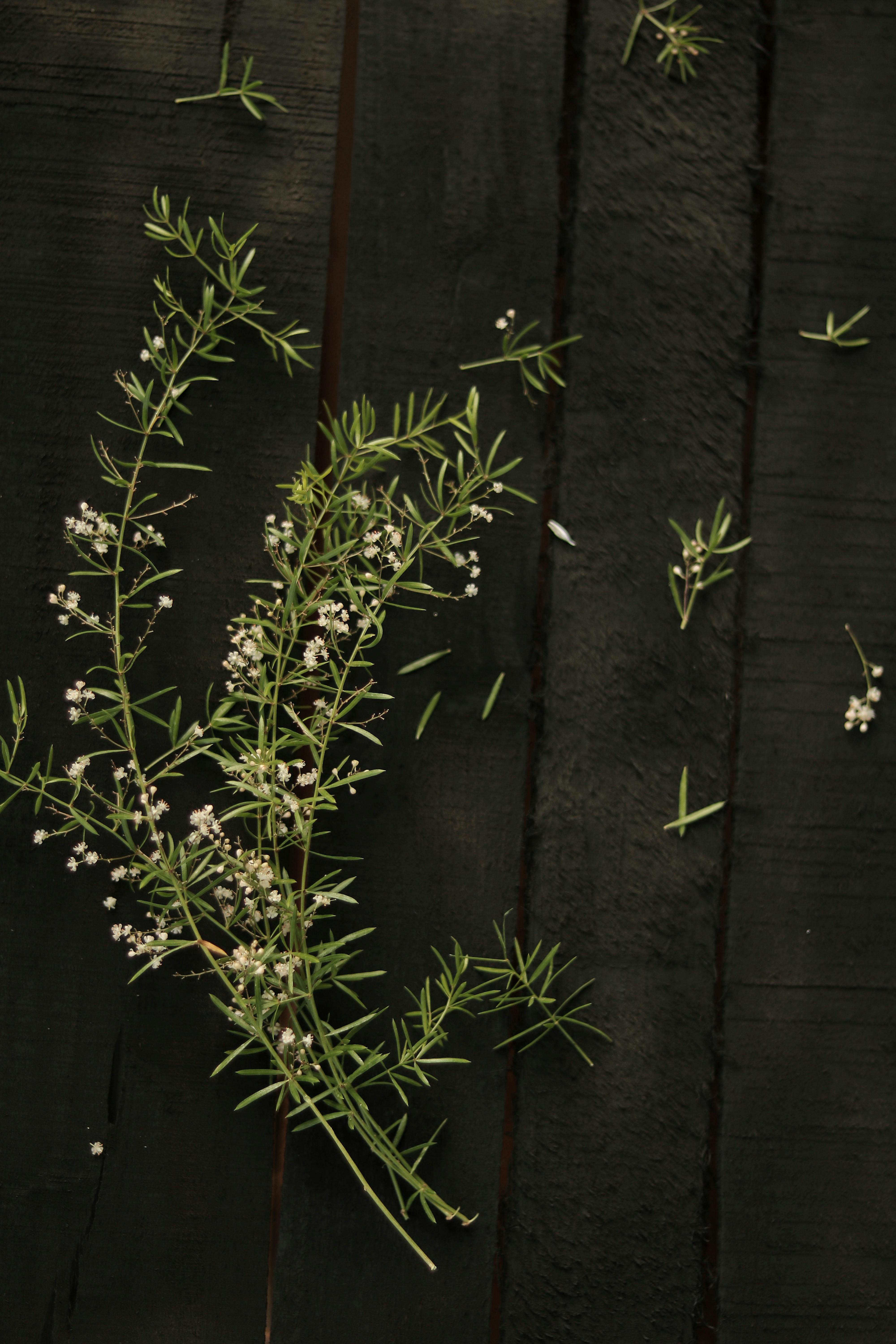 Elegant close-up of green sprigs on dark wood. Ideal for nature and botanical themes.