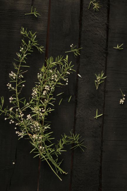 Elegant close-up of green sprigs on dark wood. Ideal for nature and botanical themes.