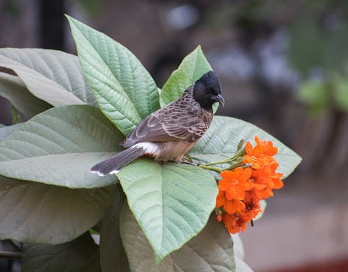 Fotos de stock gratuitas de aves del paraíso, fauna, flor
