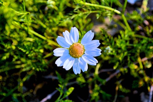 Witte Daisy Flower