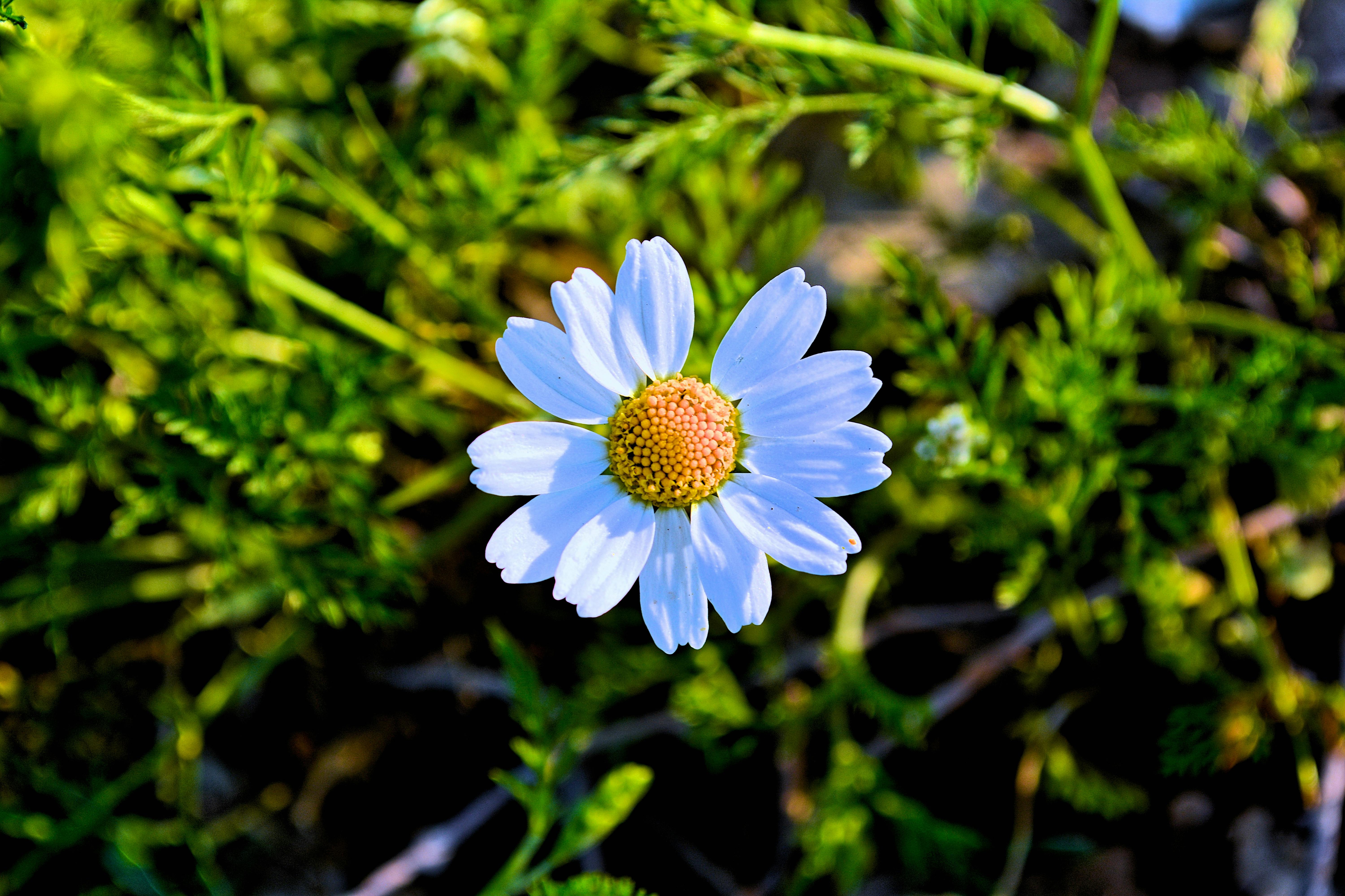 white-daisy-flower-free-stock-photo