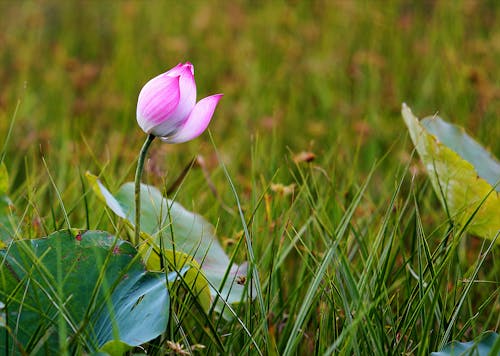 Pembe Nilüfer çiçeği