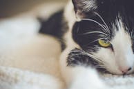 一只黑白相间的家猫，黄色眼睛，特写镜头下显得轻松自在