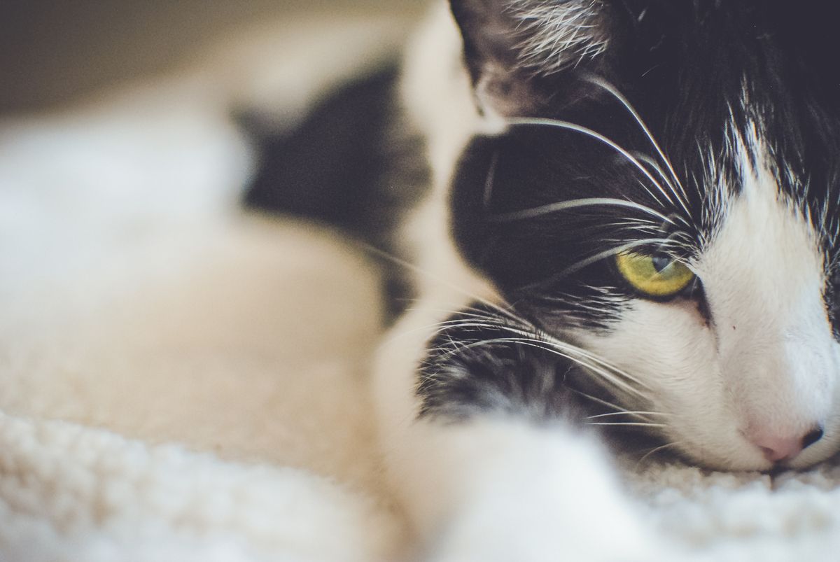 Black and white cat with yellow eyes resting its head on a soft cream blanket