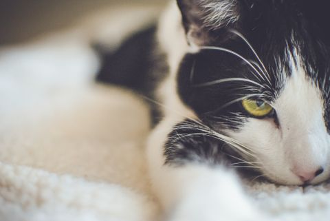 Solensia Cost for Cats: 2026 Clinic Prices by Weight, $88–$145