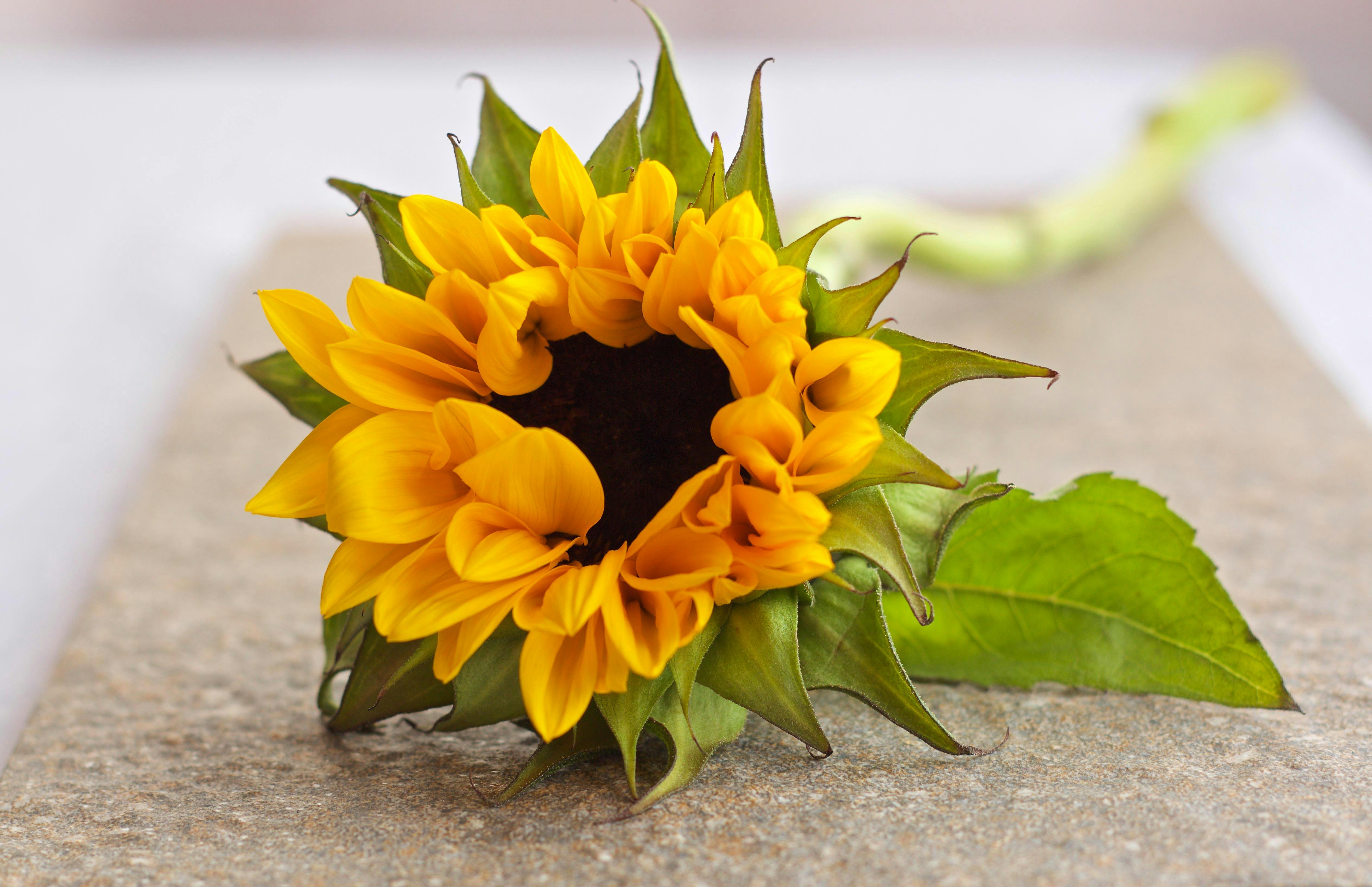 ひまわり 花 花びらの無料の写真素材 ひまわり 花 花びらの無料の写真素材