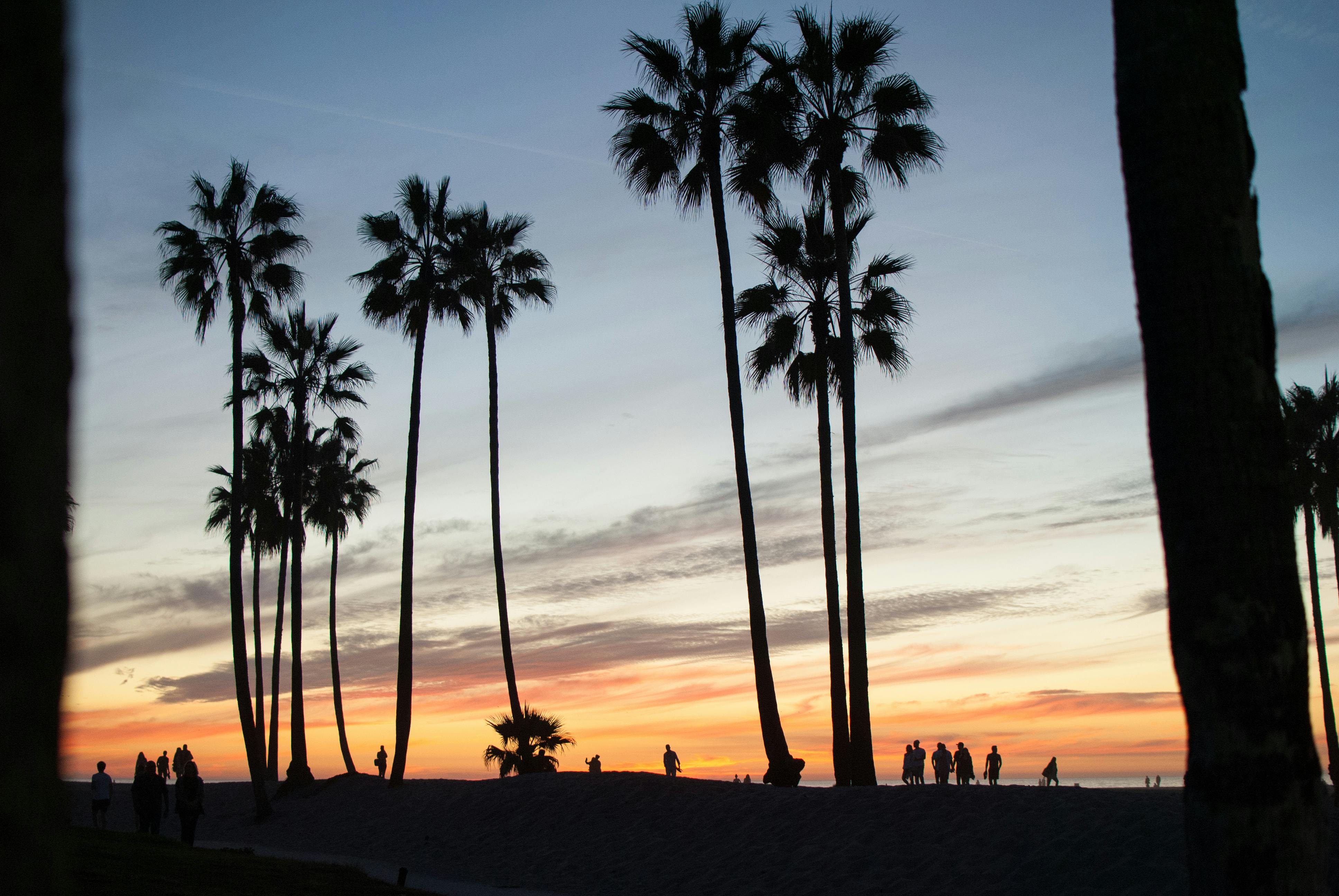 Free stock photo of beach, palm trees, sky