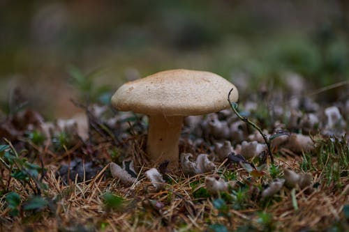 Free Mushrooms on the Ground Stock Photo