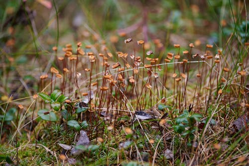 Plants Growing on Forest Floor in Autumn