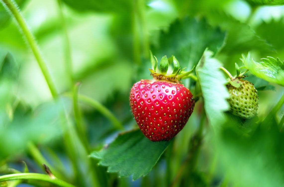 Close Up Photo of Strawberries